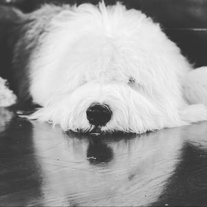 Meet your Posher, Claudia